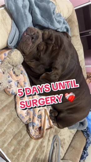 Tips for bilateral TPLO surgery recovery… 5 days away and mom is getting very nervous 😢 prayers welcome!! #englishbulldog #englishbulldogcommunity #bullybreed #bulldog