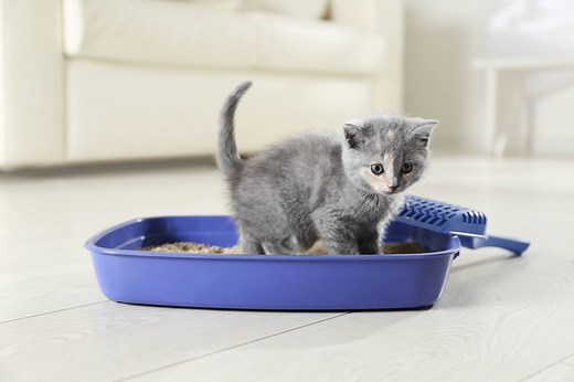 How To Litter Train a Kitten | PetMD