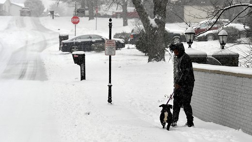 Dog won't go in the snow? Here's how to help them during cold weather
