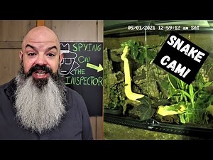 Bioactive Night Cam: Spying On My Ball Python