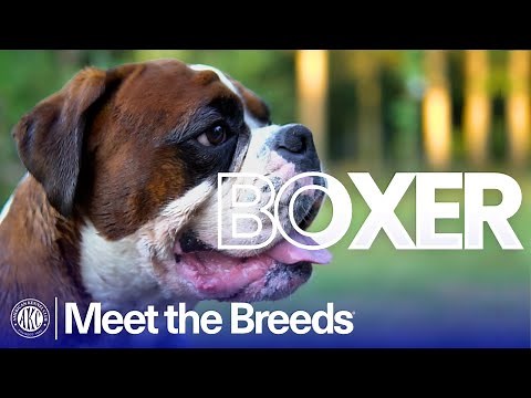 Everything You Need to Know About the Boxer | AKC Meet the Breeds