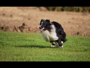 Sheltie Lynn - Agility training