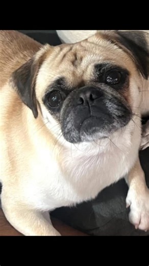 Happy Tuesday!! If you haven't seen our updated website with many of our adoptable pugs, be sure to check it out. We will be adding lots more pugs that would love a home for the holidays. Hi there, I'm Rosey! I'm a 3-year-old pug with a big heart and an even bigger love for cuddles! I'm looking for my forever home, a cozy place where I can nap next to you, give kisses, and make you smile every day. A little about me: I've had all my shots, I'm spayed, and I'm microchipped - so I'm ready to go! I