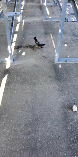 Frog Harassment and Funny Videos Compilation