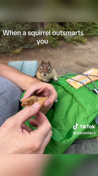 Exploring the Squirrel Core: Fun Facts and Insights