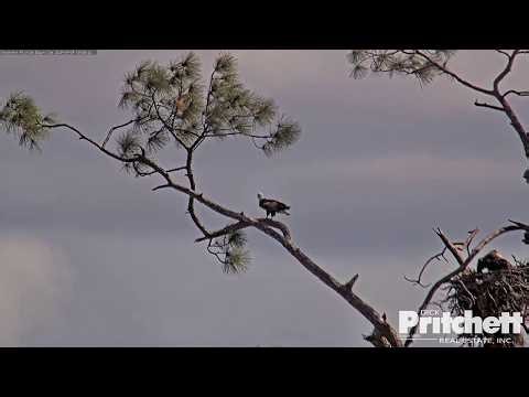 M15 is back🎉 He delivered 3 fish🐟🎏 -- Southwest Florida Eagle 2026 04 9