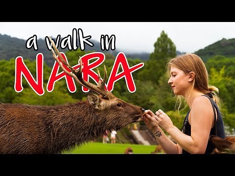 Walking with deer in NARA 奈良 | Travel vlog 20 Japan