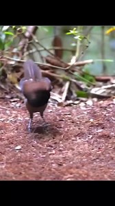 Long lasting courtship dance of western protita #courtship#dance#birds#of#paradise#nature#wildlife#photography#videography#reels#facebook#dira#saha# | Dira Saha