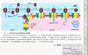 自用复盘：分泌蛋白的合成与其跨越内质网膜的共翻译转运过程
