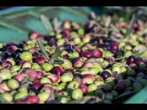 Process de trituration d'huile d'olive By Orbis Olive Oil