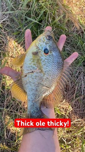 Giant Shellcracker = Huge Fillets!