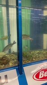 They love the Mann’s Jelly Worm! | Paul Elias Fishing