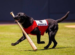 If you've been to an Aviators game, you've probably seen the team's beloved Finn the Bat Dog racing around the field. 🐶 From his private locker room (which is even furnished with his very own shower to help him keep cool) to pregame warmups, the sweet, rambunctious pup gave the Review-Journal a behind-the-scenes look at what it takes to get him gameday ready.→http://bit.ly/2GGp0IG | Las Vegas Review-Journal