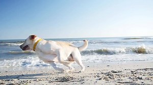 127K views · 511 reactions | Le labrador est le plus populaire des chiens... mais aussi un excellent chasseur et pêcheur  | Nat Geo Wild France | Facebook