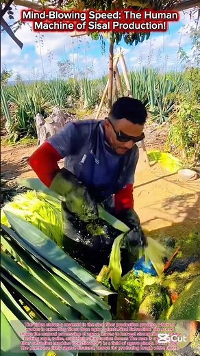Mind-Blowing Speed: The Human Machine of Sisal Production! 🌿⚡️