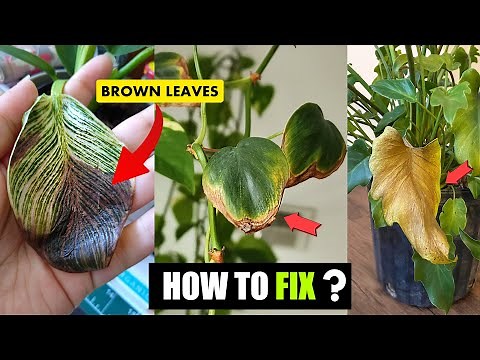 Philodendron leaves turning brown