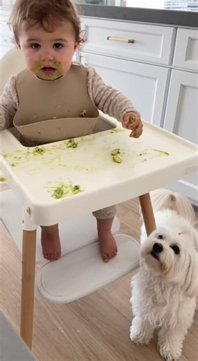 #baby #dog #funnyvideos #cat | Cute Scene Media | Facebook