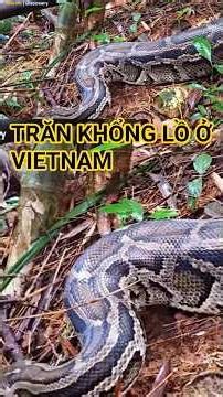 Giant Phython in Vietnam Rainforest