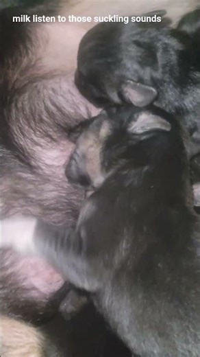 Never seen a puppy feed raw this close before #puppies #feeding #closeup