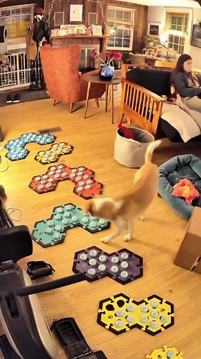 An example of narration! Featuring what I can only assume is the worlds coziest bed now 😂...Ready to start your button journey? 👀 message me for more info!......#talkingdog #theycantalk #howtheycantalk #dogreels #aic #att #augmentativeinterspeciescommunication #animaltechtalk #muttsrule #dogsofmichigan #fluentpet @fluentpet | Puppy Parker Posey