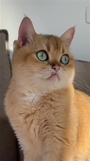 😂 Our Cat Is Completely Hypnotized 😳#cats #funnycats #shorts