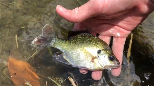 Watch what happens when he pulls fish out of an abandoned pool