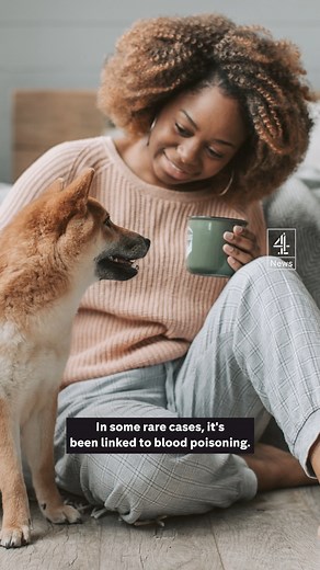 8.5K views · 13 reactions | UK health authorities confirm two humans have been infected with a dog virus that is becoming more common in Britain #dogs #uknews #brucellosis #brucellacanis #bcanis #caninebrucellosis #doghealth #c4news #channel4news | Channel 4 News | Facebook