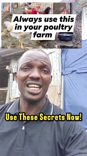 3 comments | Best Management Practice in Your Poultry Farm ##poultry #broiler #layers | Poultry Farm Guide | Facebook