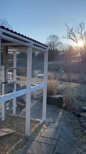 Chilly mornings but the chickens are still happy! #chicken #hens #chickencoop #chickenrun | BAWK