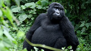 Endangered primates receive hope as mountain gorilla subspecies rebounds