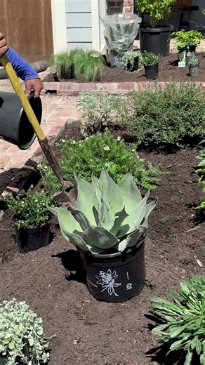 Flower Bed Flips