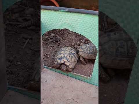 Greek Tortoise Breeding in the Mediterranean island of Malta