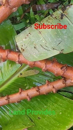 Belize Travel Guide #plants #garden #growth #grow #food #viral #viralvideo #travel #tourism