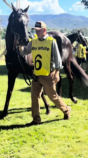 Weir Racing Stables on Reels