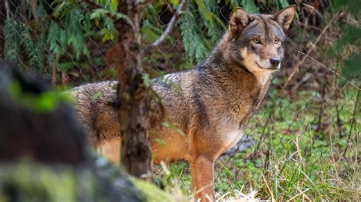 2 endangered American red wolves settle in to new home at Point Defiance Zoo