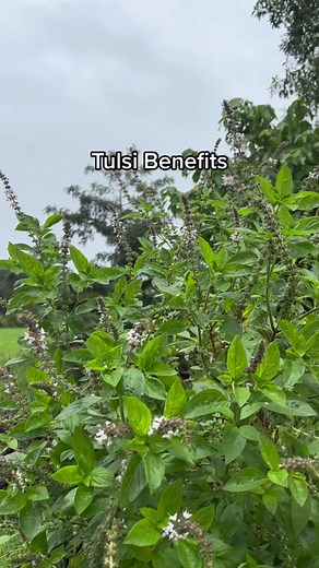 Explore the Benefits of Tulsi: The Queen of Herbs