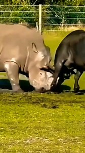 62K views · 905 reactions | Animal Planet TV on Reels | Facebook