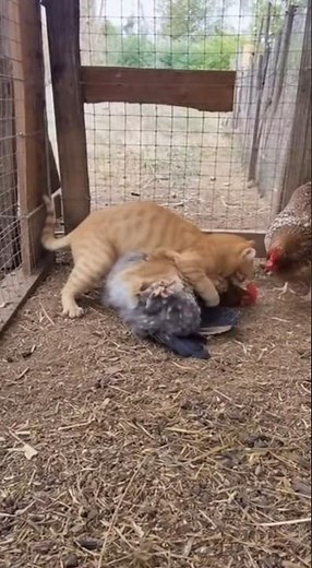 Cat Destroys Weasel in Intense Battle! #camera #Cat #Weasel #AnimalBattle #TabbyCat #CatVsWeasel