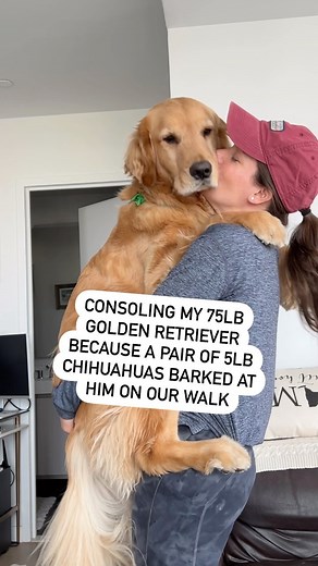 1.6M views · 10K reactions | Needs a treat and a snuggle after that experience. ❤️ #mamasboy #snuggletime #goldenretrievermom #dogparents #walkies IB: @goldenlifeofmarshall | Hudsonbegood | Facebook