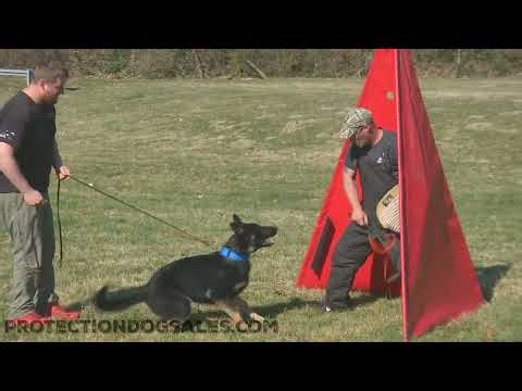 German Shepherd "Etch" 9 Mo Developing Home Raised Personal Protection Super Obedience & Focus WOW