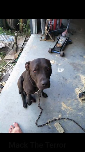 Mack. Laidley | Carl Foster