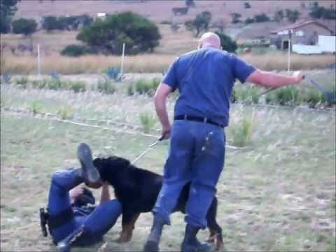 South African Police - Rottweiler Attack - Pretoria K-9 Unit