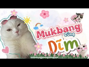 Ăn pate - pate #dimlaconmeo #cat