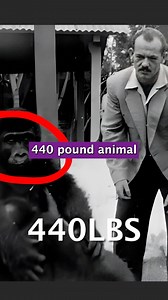 😳🦍 The Colorado experiment #bodybuilding #gym #fitness #muscles | Coachify.AI
