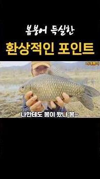 월척마릿수 봄붕어 득실한 환상적인 포인트 #fishing #붕어낚시 #민물낚시 #나래붕어