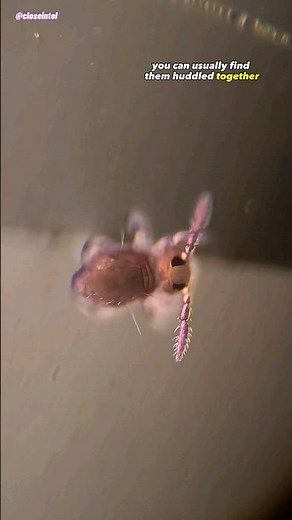 Pink Springtails Under Microscope