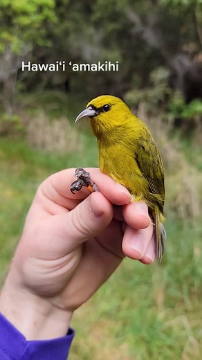 Common native forest birds of Hawaiʻi Island. Song: