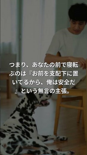 犬が寝転ぶ理由｜実は支配欲の現れ