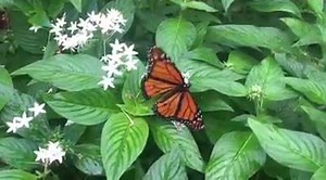 4.1K views · 295 reactions | Witness gorgeous blue holes, take a river ride into a cave and release butterflies into their habitat all in one day at Lost River Cave in Bowling Green! #TravelKY #kysummer | Kentucky Tourism | Facebook