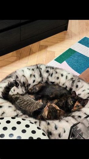 YOUWOO宠物窝的卖家出圈神图#宠物 #萌宠日常记录 #猫猫 #小狗小狗 #YOUWOO